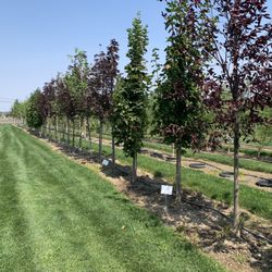 High Desert Farms Nursery Sales - Easy to walk around and peruse the trees