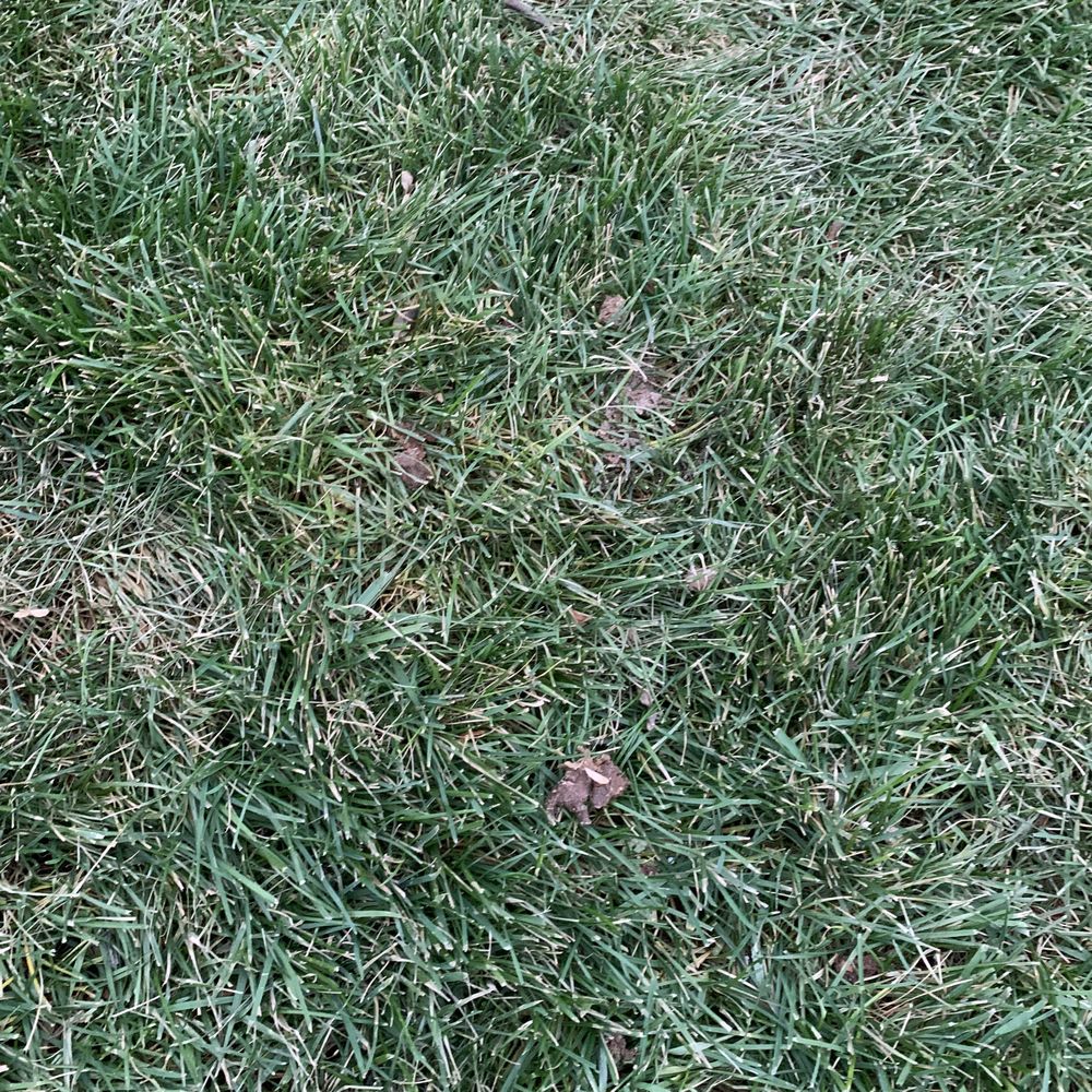 Scoopy Doo Dog Waste Removal - Pet Waste Removal Near Me - Locust Valley, New York Scoopy Doo Dog Waste Removal - Pet Waste Removal Near Me - Locust Valley, New York