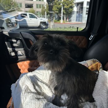 EveryDog - Mae's first groom - Pet Training Near Me - Tustin, California EveryDog - Mae's first groom - Pet Training Near Me - Tustin, California