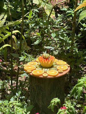 Parque das Aves by null