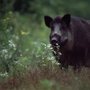 All Pro Wildlife Services