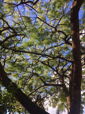 City Botanic Gardens by null