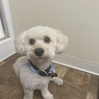 Bone Sweet Bone - Sophisticated  Benji - Pet Sitting Near Me - Woodland Hills, California
