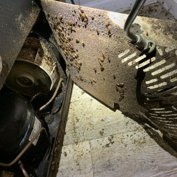 Eagleshield Pest Control - Roaches on the run - Pest Control Near Me Eagleshield Pest Control - Roaches on the run - Pest Control Near Me