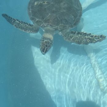 The Turtle Hospital - Veterinarians Near Me - Marathon, Florida The Turtle Hospital - Veterinarians Near Me - Marathon, Florida