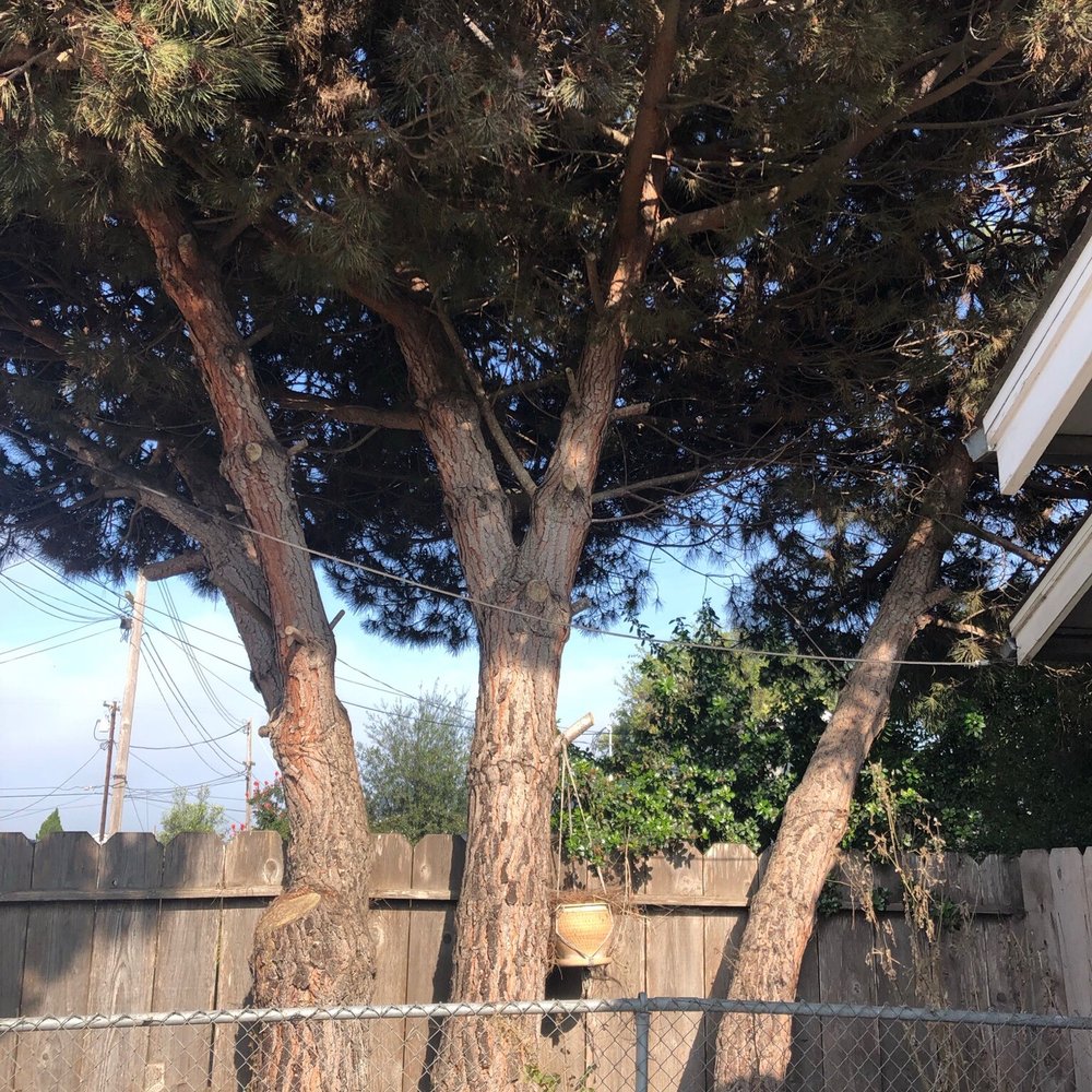 Mountain Valley Tree Service - Before - Tree Services Near Me