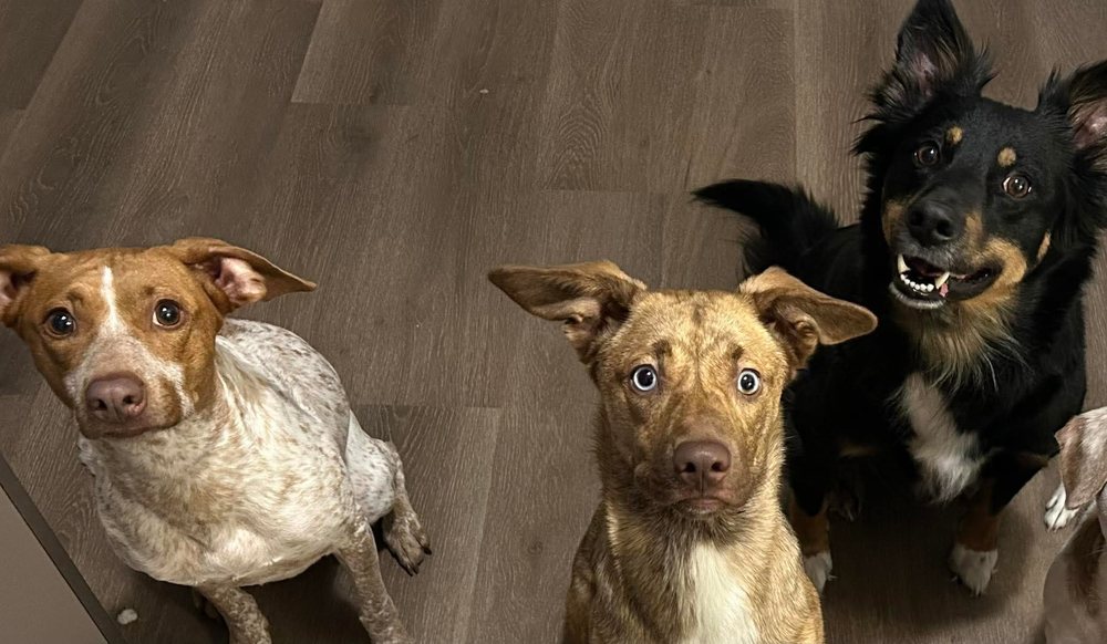 Kadence's Fetch & Fresh - pet boarding facility in Des Moines, IA