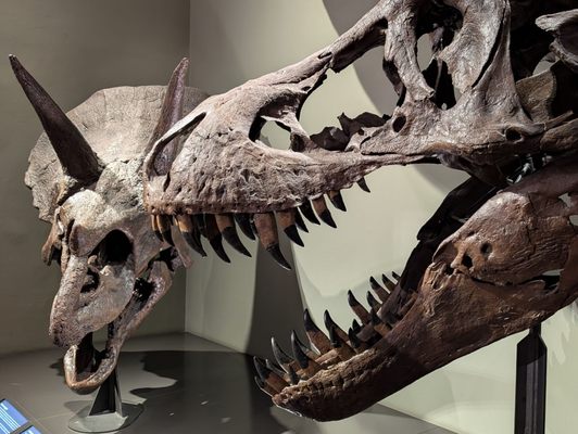 Museum of Natural History Vienna by null