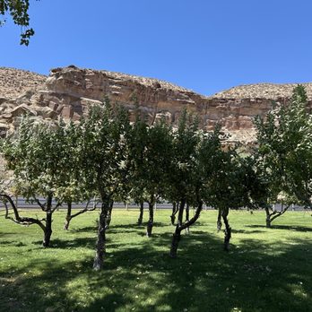 Wild Thyme Cafe - Outside the cafe (an orchard, Trees Ranch) - Whiskey Bars Near Me - Springdale, Utah