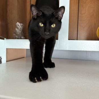 New Hampshire SPCA - Animal Shelters Near Me - Stratham, New Hampshire