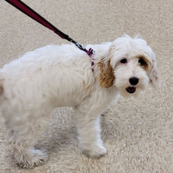 PetSmart - Pet Stores Near Me - Beaverton, Oregon