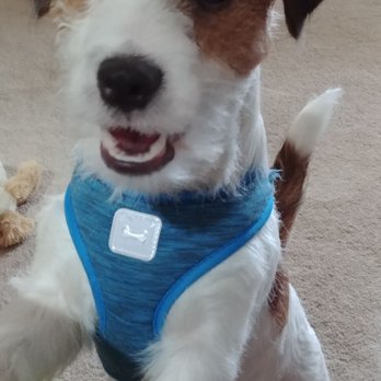 AllDogs Canine Care Center - Tobin felt so happy when he was groomed 2 times now! - Pet Training Near Me - Jefferson City, Tennessee AllDogs Canine Care Center - Tobin felt so happy when he was groomed 2 times now! - Pet Training Near Me - Jefferson City, Tennessee