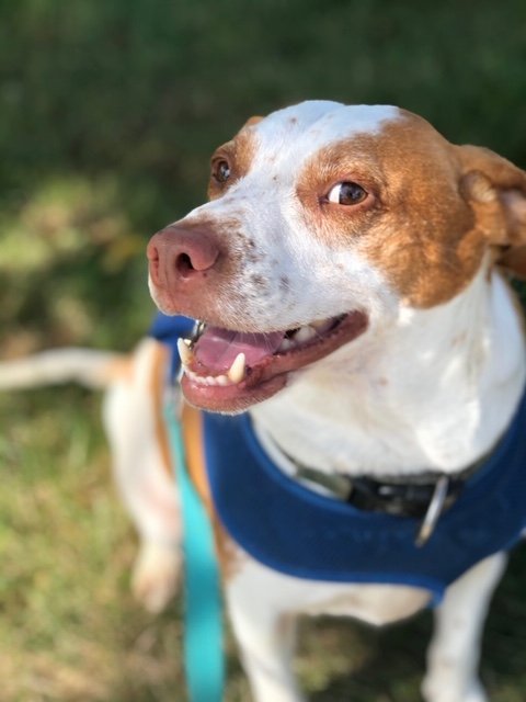 No Worries Petsitting - pet boarding facility in Lehigh Valley, PA