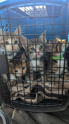 Animal Welfare League of Arlington