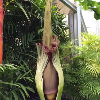Foster Botanical Garden - Corpse Flower closing back up...it only stays open for a little over 24 hours. - Botanical Gardens Near Me - Honolulu, Hawaii Foster Botanical Garden - Corpse Flower closing back up...it only stays open for a little over 24 hours. - Botanical Gardens Near Me - Honolulu, Hawaii