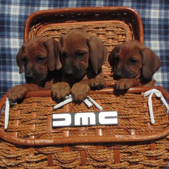 Von Hamm Kennel - Pet Training Near Me Von Hamm Kennel - Pet Training Near Me