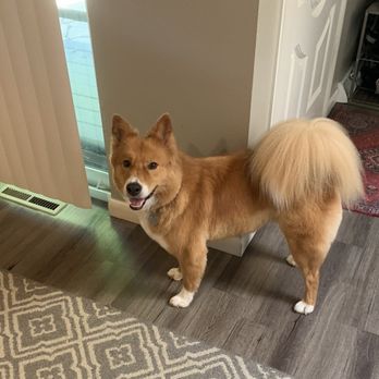 Pawtential pet Salon  - Pet Groomers Near Me - Denver, Colorado