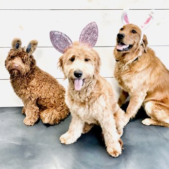 The Posh Paw - Bodhi, Posh & Jax | BOARDING - Pet Boarding Near Me - Troy, New York The Posh Paw - Bodhi, Posh & Jax | BOARDING - Pet Boarding Near Me - Troy, New York