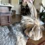 Photo of Your Dog Stylist