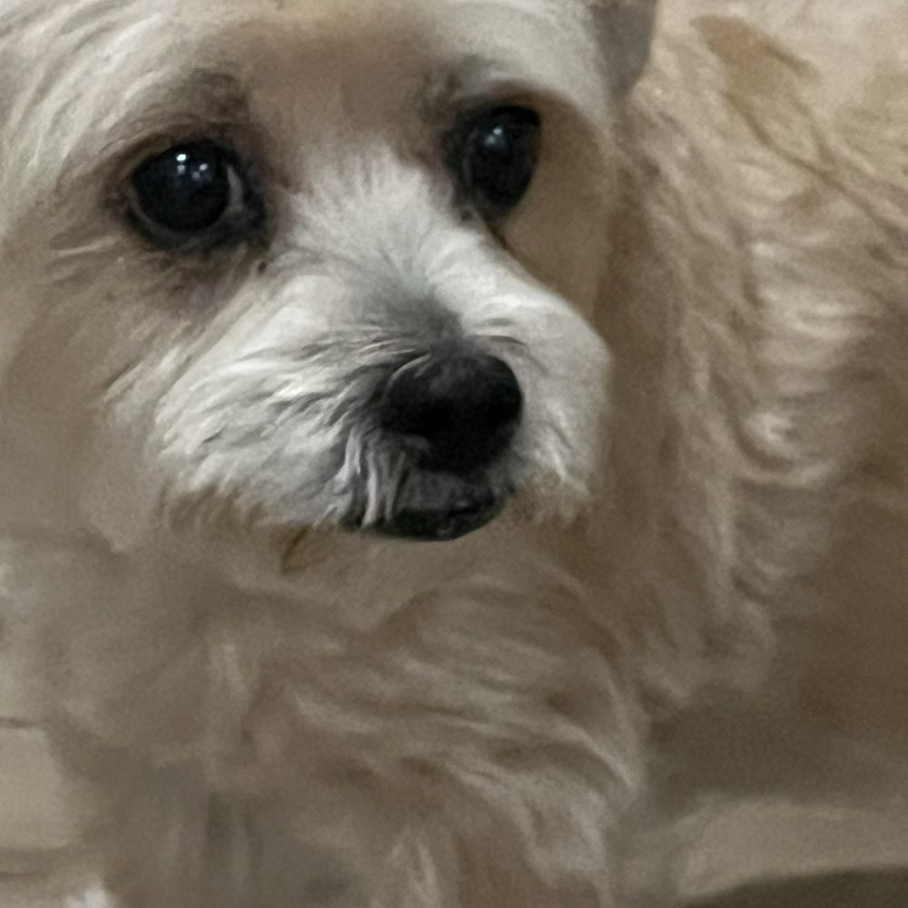 Pampered Pets - Another beautiful fur cut. !!! - Pet Groomers Near Me - Fallbrook, California Pampered Pets - Another beautiful fur cut. !!! - Pet Groomers Near Me - Fallbrook, California