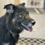 Photo of Lazy Acres Dog Resort