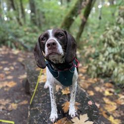 Salem Dog Adventures - Photo from the adventures