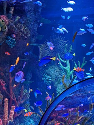 SEA LIFE San Antonio by null