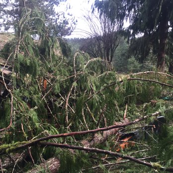 Sound Tree Care - House buried by Douglas fir at vashon island - Tree Services Near Me
