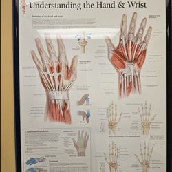 SCOS Orthopedic Specialists - Understanding the hand and wrist