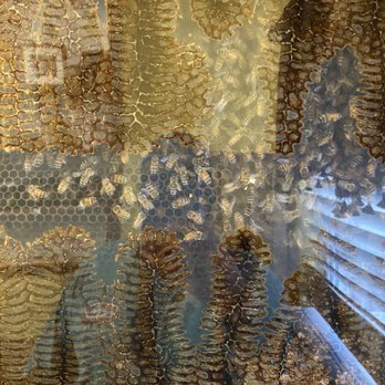Webb's Honey - honeycombs and bees in a beehive - Specialty Food Near Me - Orlando, Florida