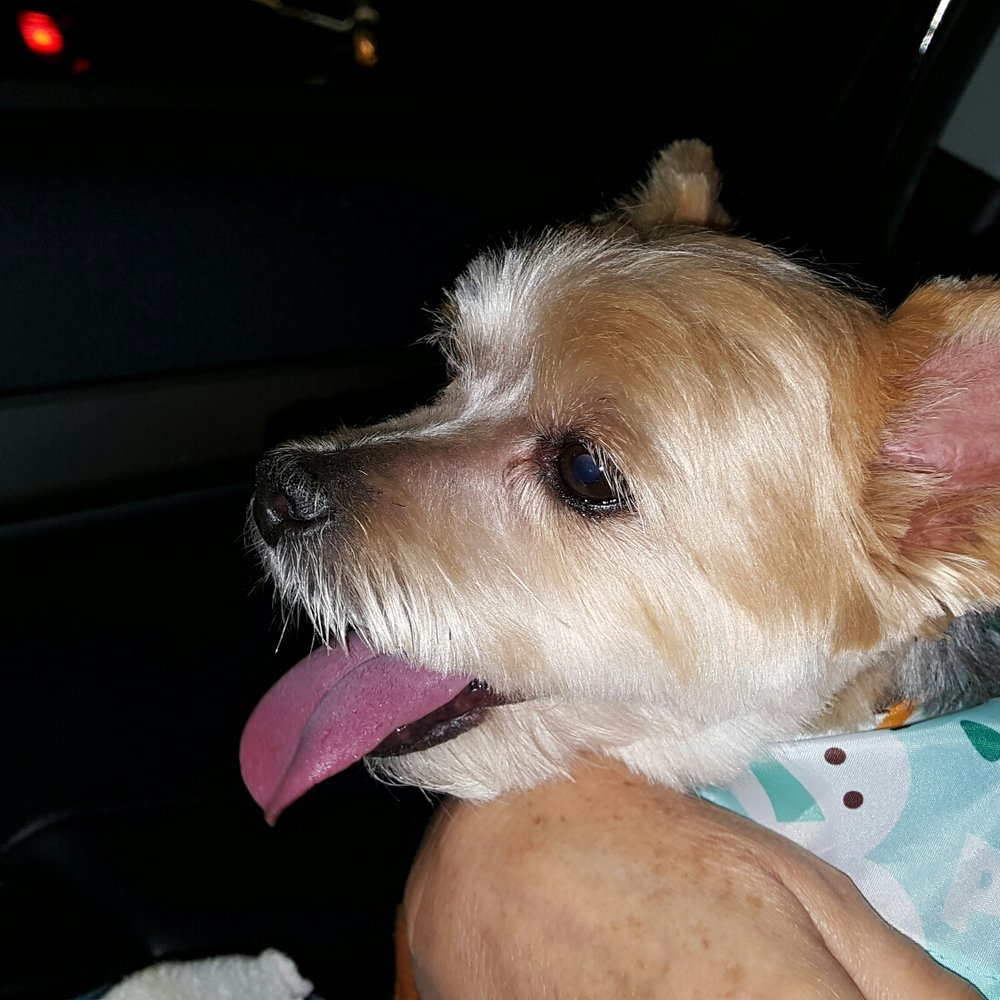 PetSmart - Luna is groomed and ready to party at Basel - Pet Training Near Me - Miami, Florida