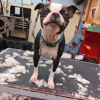 Zen Mobile Grooming - Pet Groomers Near Me - Forest Grove , Oregon Zen Mobile Grooming - Pet Groomers Near Me - Forest Grove , Oregon