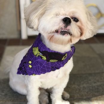 Pet Haven - AAA Pro Pet Groomers - Squirtle's ready for some trick or treating ^_^ - Pet Groomers Near Me Pet Haven - AAA Pro Pet Groomers - Squirtle's ready for some trick or treating ^_^ - Pet Groomers Near Me