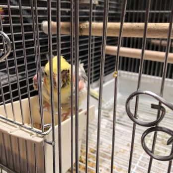 Your Basic Bird - Pet Stores Near Me - Berkeley, California