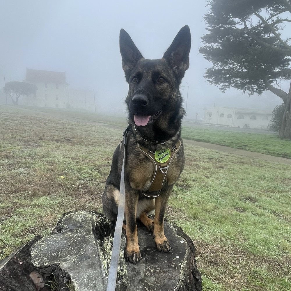 Peninsula Tails On Trails - Dog Walkers Near Me - Burlingame, California Peninsula Tails On Trails - Dog Walkers Near Me - Burlingame, California