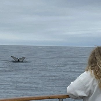 Blue Ocean Whale Watch - Humpback whale - Whale Watching Tours Near Me - Moss Landing, California