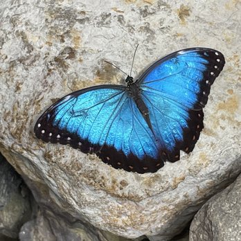 Butterfly Pavilion - Museums Near Me - Westminster, Colorado