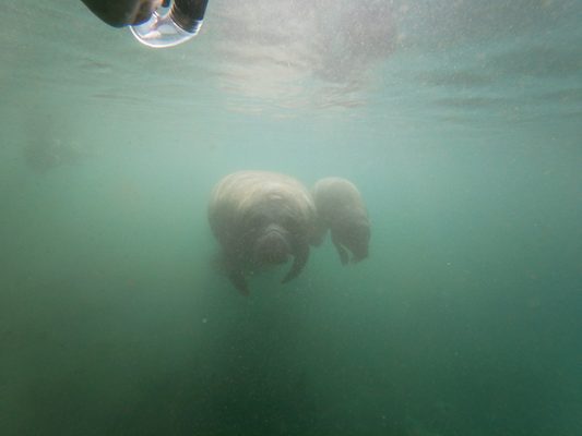 MANATEES IN PARADISE with 16 Reviews & 10 Photos - 940 NW 5th Terrace