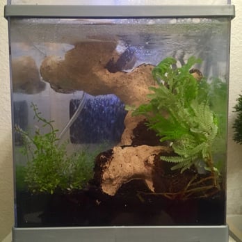 Petco - 2.5 gallon tank, sand, live plants, and rock from Petco. Used to house guppy fry until they mature enough for main tank. - Pet Stores Near Me - Livermore, California Petco - 2.5 gallon tank, sand, live plants, and rock from Petco. Used to house guppy fry until they mature enough for main tank. - Pet Stores Near Me - Livermore, California