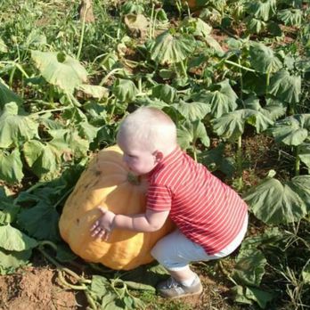 Old Baker Farm - Big mans pumpkin he thought he could pick up. - Pumpkin Patches Near Me - Harpersville, Alabama Old Baker Farm - Big mans pumpkin he thought he could pick up. - Pumpkin Patches Near Me - Harpersville, Alabama
