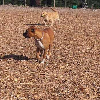 Vineyard Dog Park - Action shot! - Dog Parks Near Me - Templeton, California