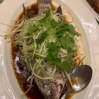 Ocean Palace - Tilapia - Dim Sum Near Me - Houston, Texas Ocean Palace - Tilapia - Dim Sum Near Me - Houston, Texas