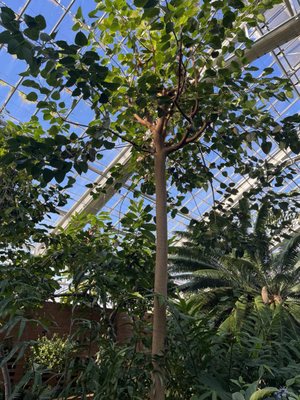 Matthaei Botanical Gardens by null