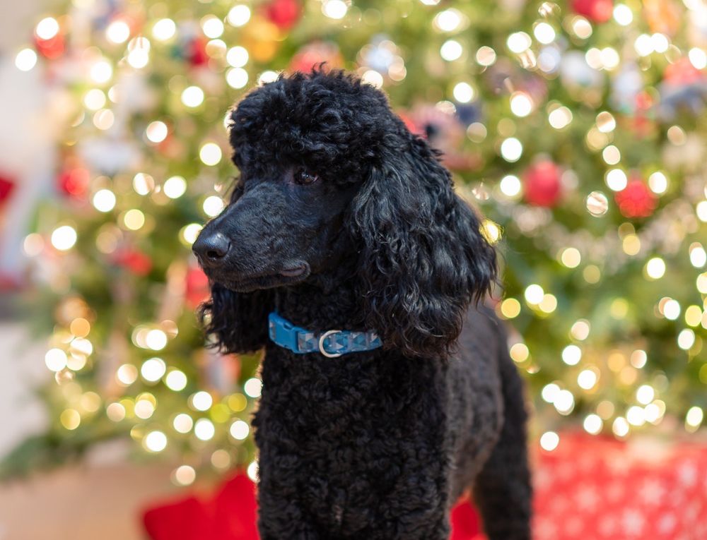 SYDNEE’S PET GROOMING Updated October 2024 82 Photos & 159 Reviews