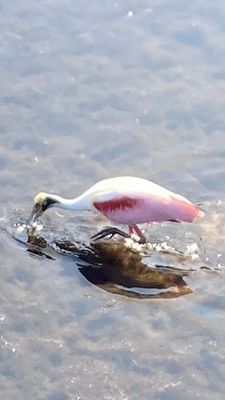 Weedon Island Preserve by null