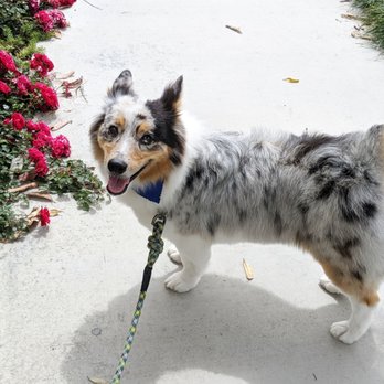 very important pet grooming salon