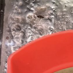 Frosty Freeze - adult roach near toppings