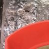 Frosty Freeze gift card