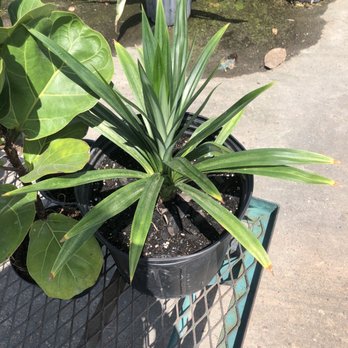 Joseph's Nursery - Pandan - Nurseries & Gardening Near Me - Pearland, Texas
