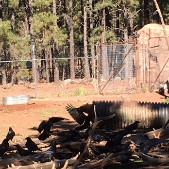 Bearizona - Zoos Near Me - Williams, Arizona